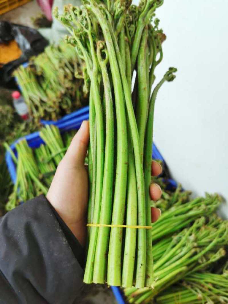 贵州高山精品甜蕨苔大量出货，欢迎老板采购