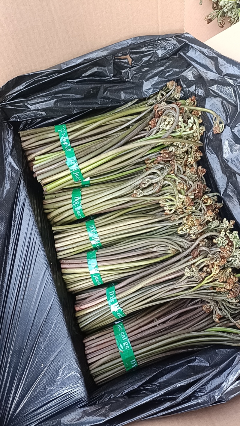 贵州高山精品甜蕨苔大量出货，欢迎老板采购