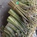 贵州高山精品甜蕨苔大量出货，欢迎老板采购
