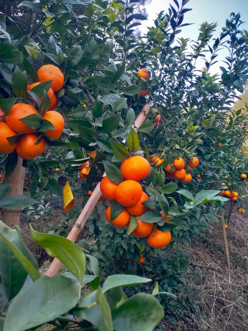 贺州沃柑糖度18，091无核细皮