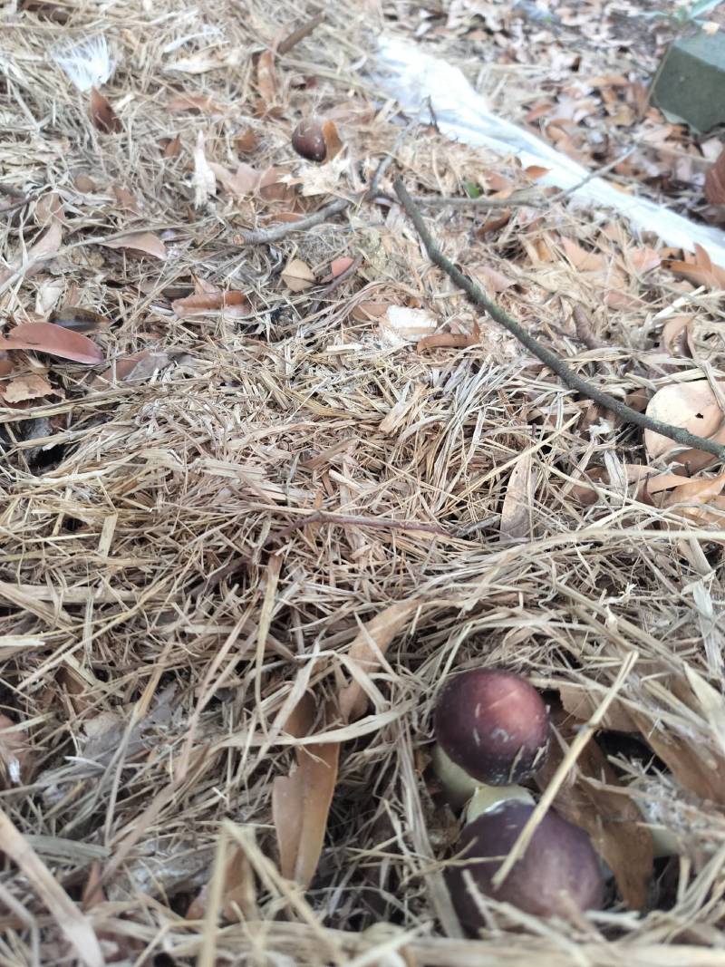 荔枝林下种植的红松茸