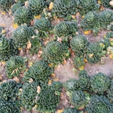 千叶菜(塔菜)