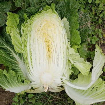 【精品】白菜，青杂三号，产地直发，货量充足，欢迎来电选购