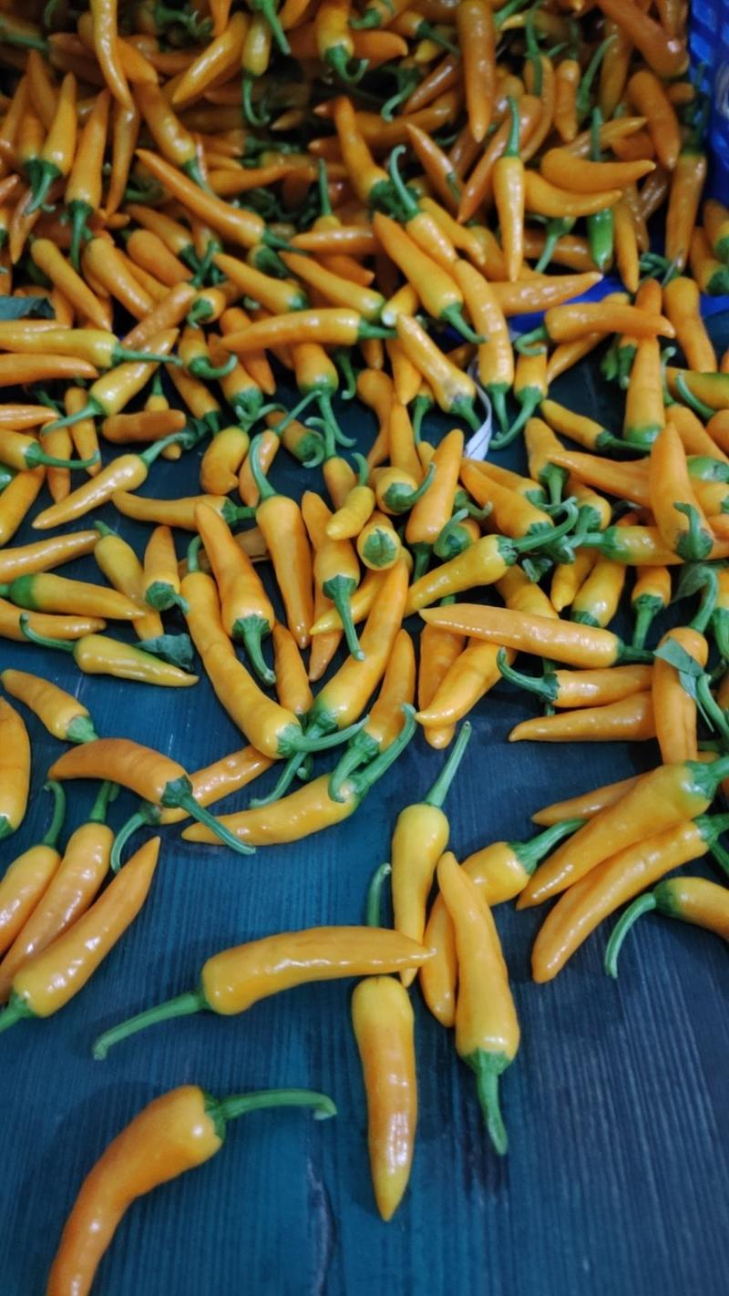 永安黄椒，农户冬季大棚种殖，现采新鲜黄椒
