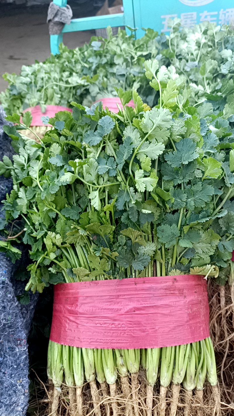 泰安市小叶香菜大量上市，杆青叶绿，基地直发对接全国