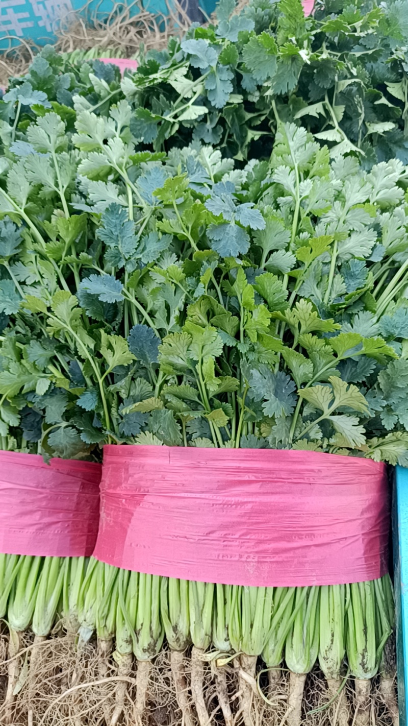 泰安市小叶香菜大量上市，杆青叶绿，基地直发对接全国