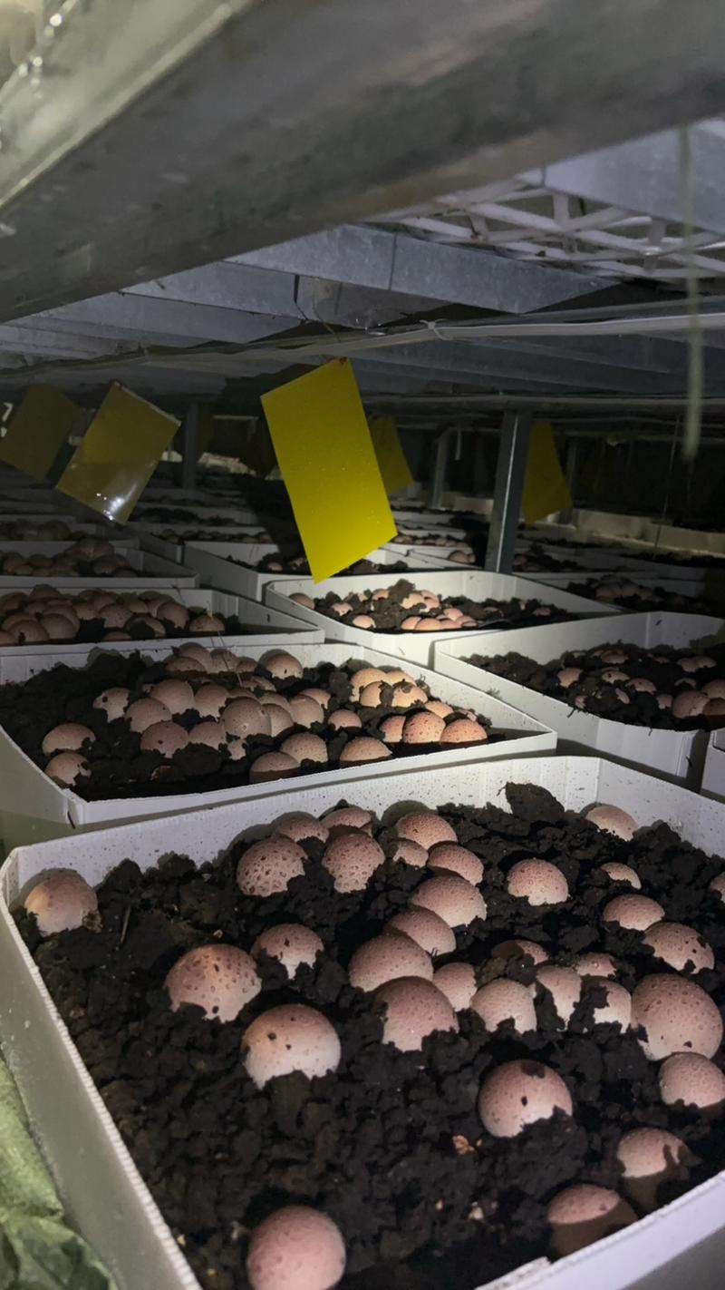 红托竹荪菌种出售，贵州红托竹荪菌种供应。全程技术跟踪指导