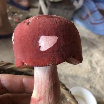云南西双版纳.红菇大量出货