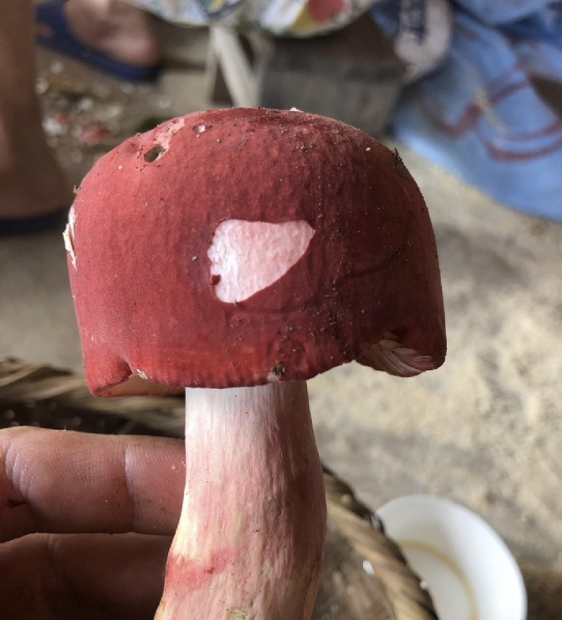 云南西双版纳.红菇大量出货