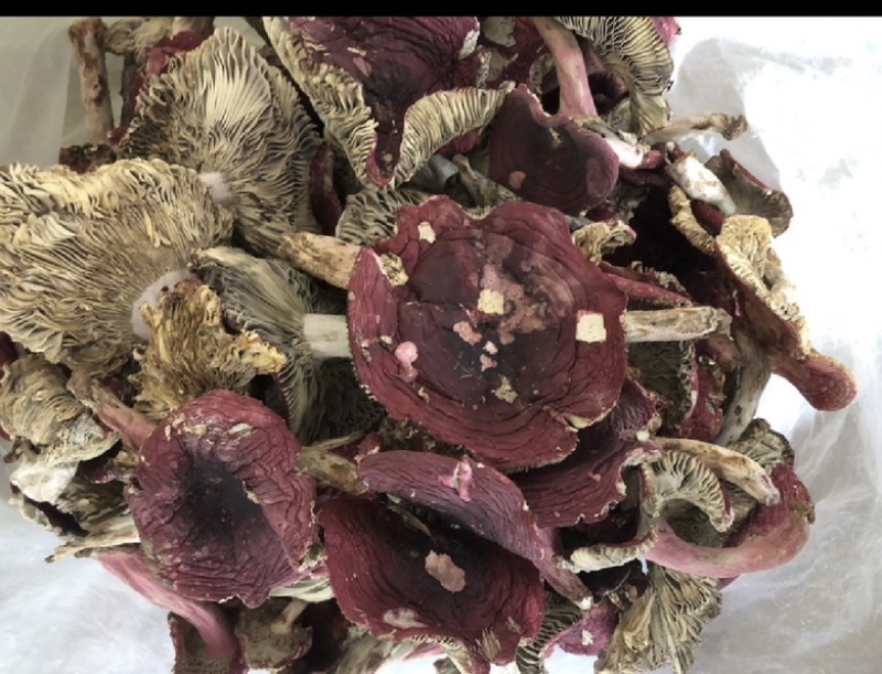 云南西双版纳.红菇大量出货