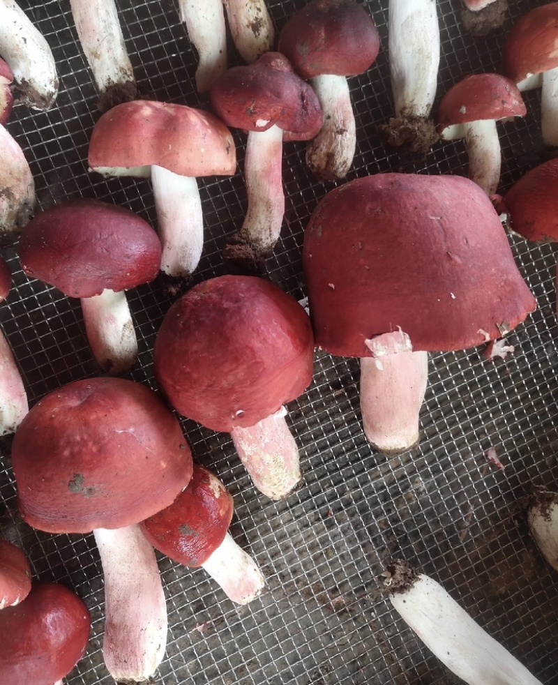 云南西双版纳.红菇大量出货