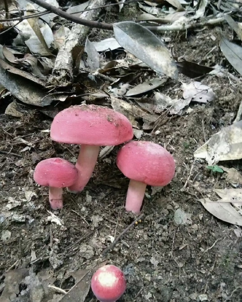 云南西双版纳.红菇大量出货