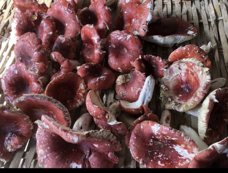 云南西双版纳.红菇大量出货