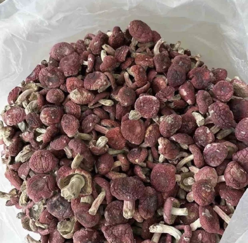 云南西双版纳.红菇大量出货