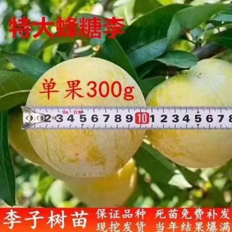四川蜂糖李树苗脱骨离核嫁接李子苗南北方庭院阳台盆栽地栽青