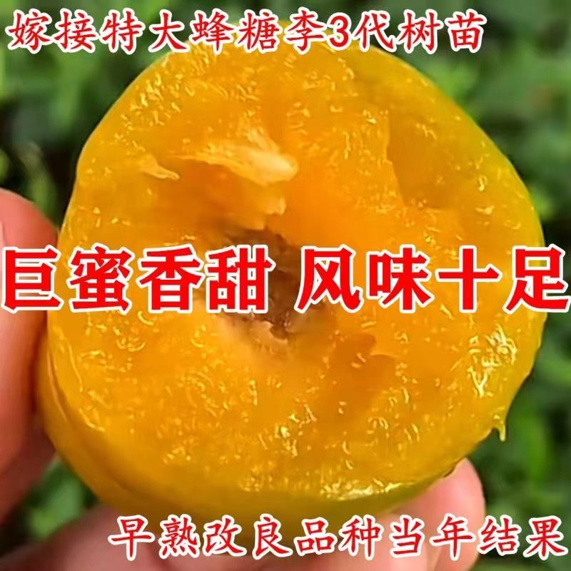 四川蜂糖李树苗脱骨离核嫁接李子苗南北方庭院阳台盆栽地栽青