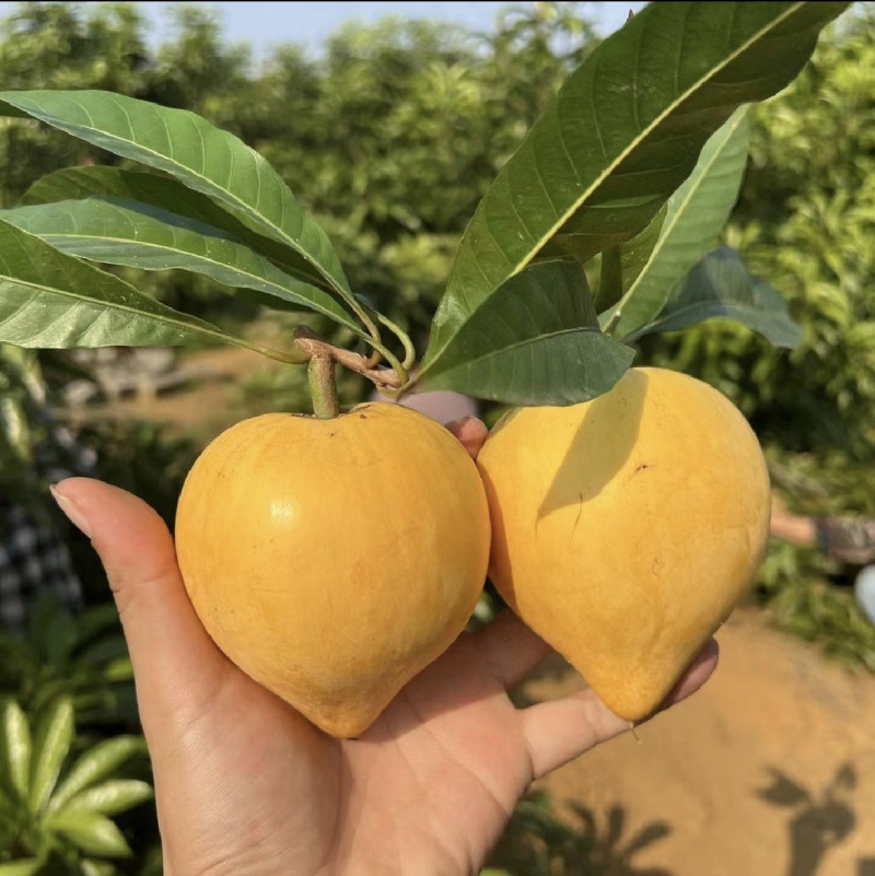 云南西双版纳.蛋黄果大量出货