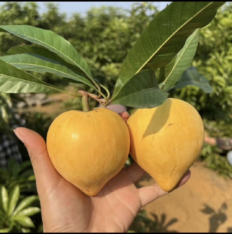云南西双版纳.蛋黄果大量出货