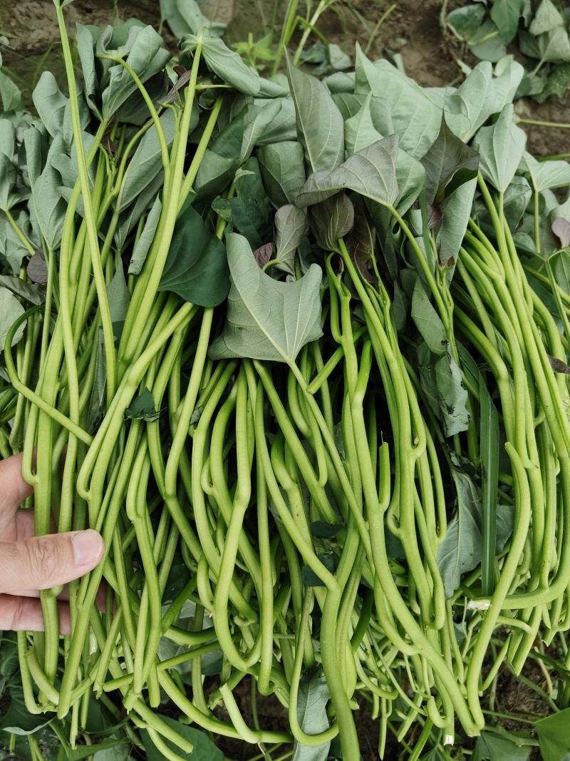 西瓜红苗大量供应