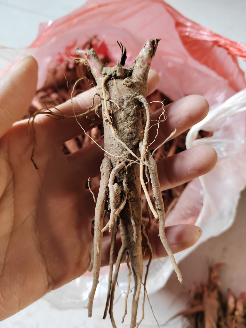 芍药苗两个芽以上新鲜种苗成活率高