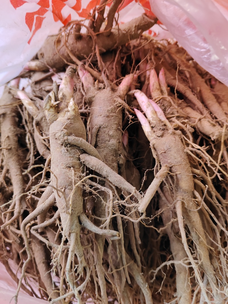 芍药苗两个芽以上新鲜种苗成活率高