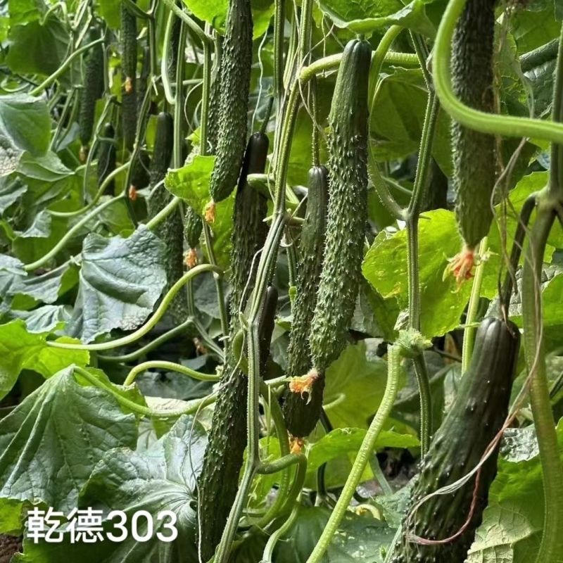 乾德303黄瓜种子强雌油亮型黄瓜种籽长条密刺黄瓜种子瓜