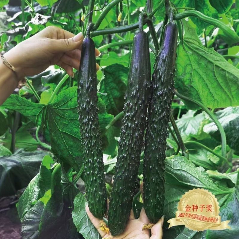 乾德303黄瓜种子强雌油亮型黄瓜种籽长条密刺黄瓜种子瓜