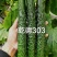 乾德303黄瓜种子强雌油亮型黄瓜种籽长条密刺黄瓜种子瓜