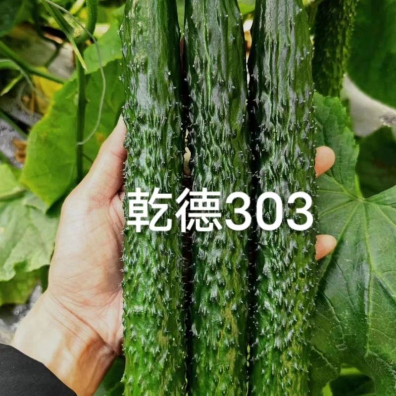 乾德303黄瓜种子强雌油亮型黄瓜种籽长条密刺黄瓜种子瓜