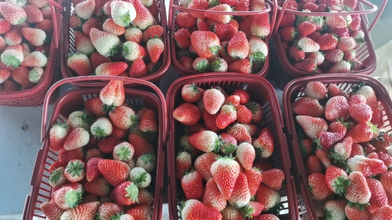 新鲜奶油草莓