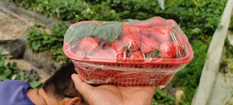 新鲜奶油草莓