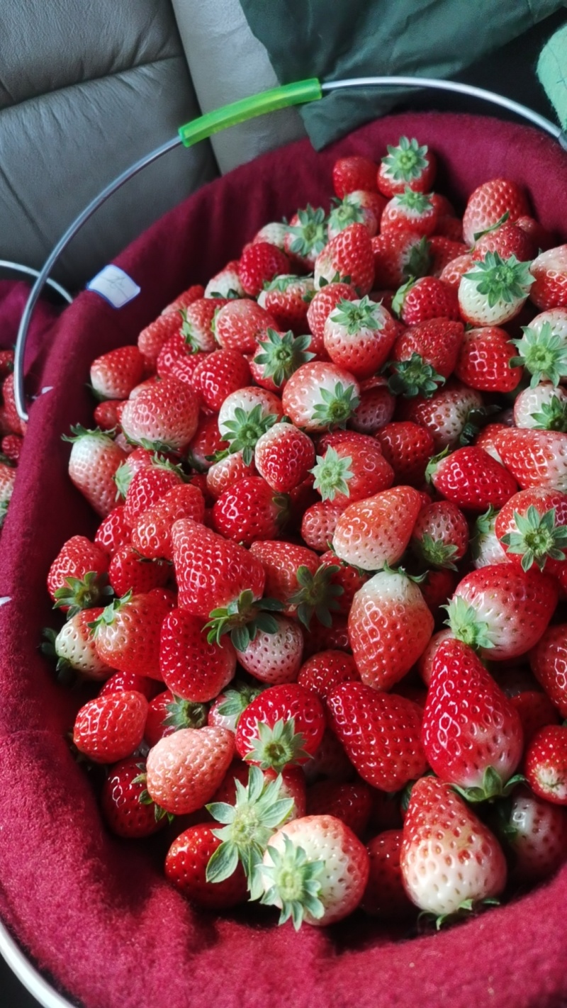 新鲜奶油草莓