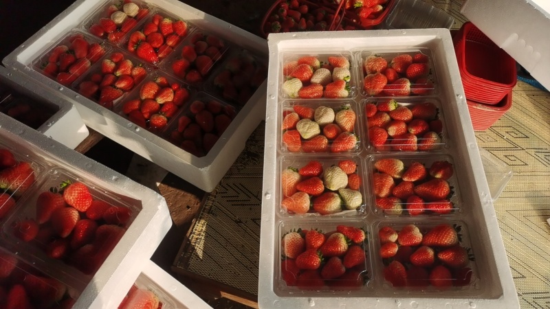 新鲜奶油草莓