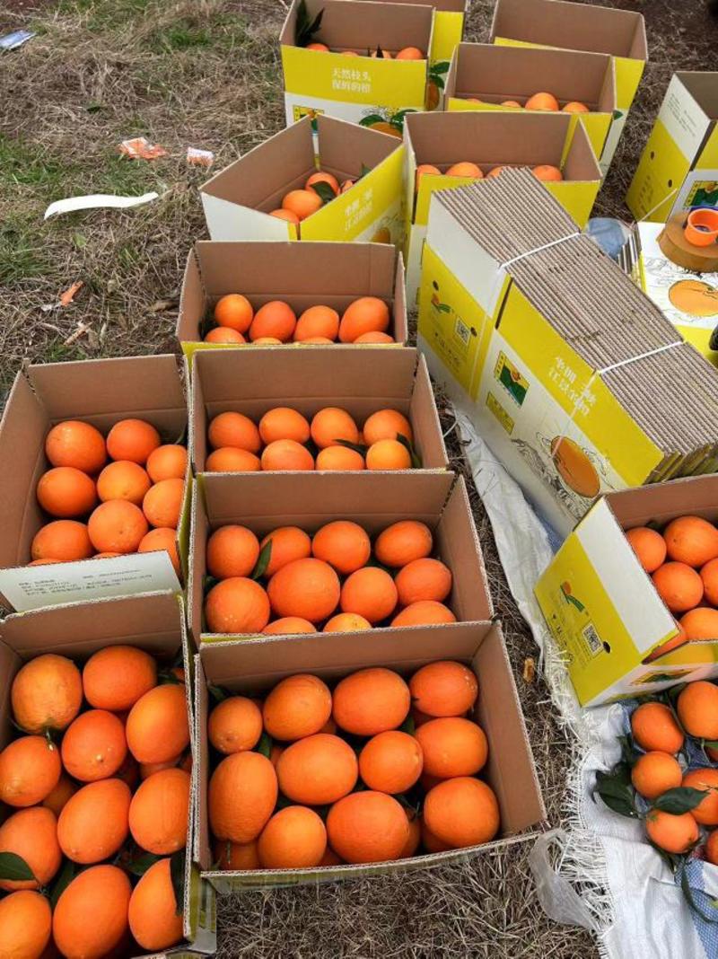 【精品】奉节脐橙大量供应保质保量，产地直发，新鲜采摘