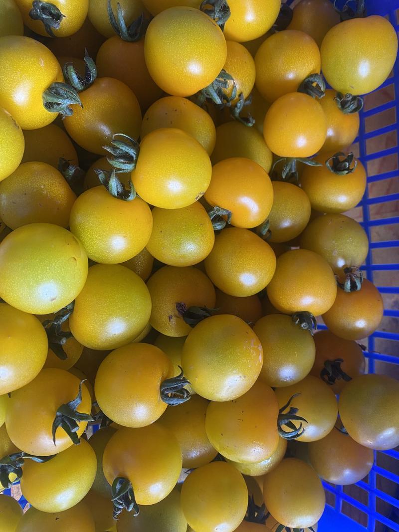 精品小番茄各种颜色圣女果