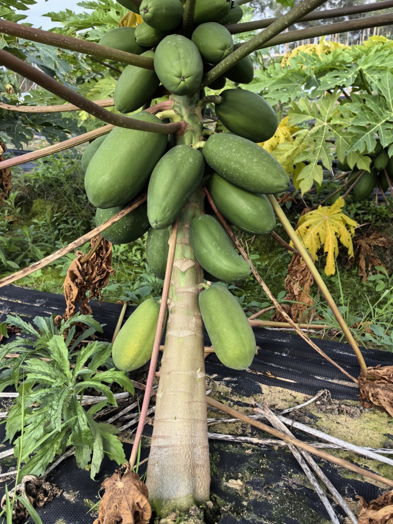 木瓜大量上市产地直发优质大果欢迎咨询电话联系合作