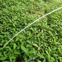 大量供应木姜子苗