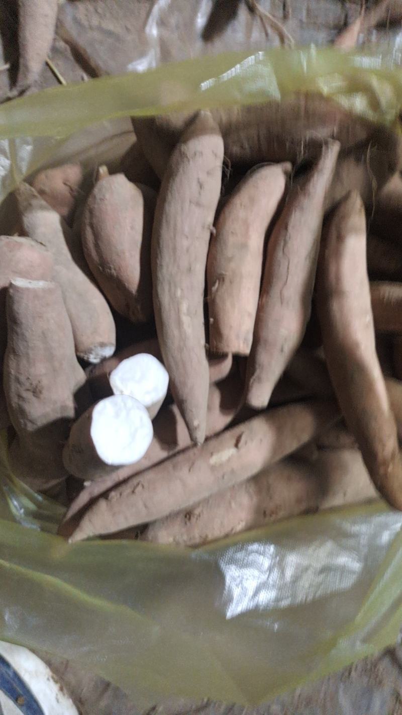 冰糖心红薯白心地瓜精品白哈蜜薯白心蜜薯地瓜
