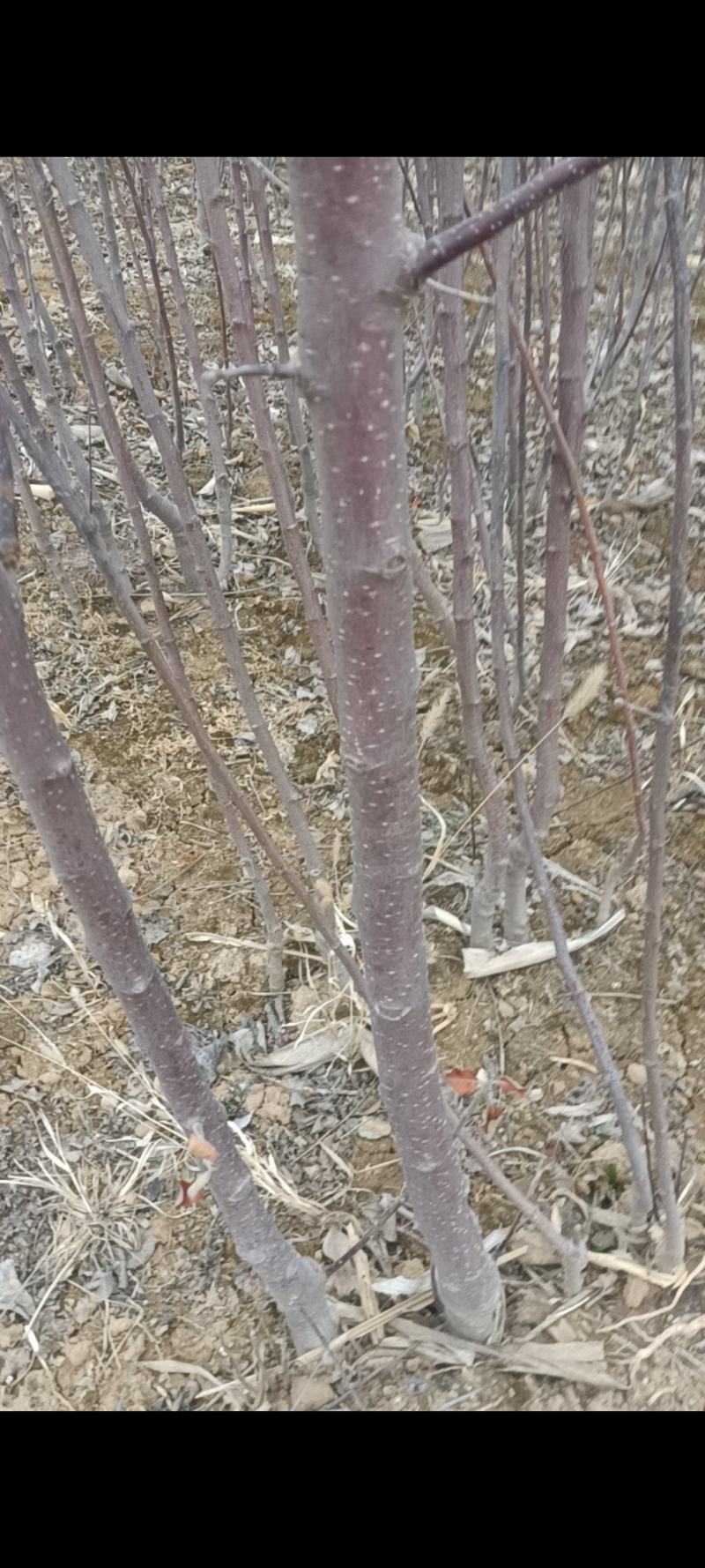 苹果苗，富士苹果苗，苹果苗品种，山西苹果苗批发