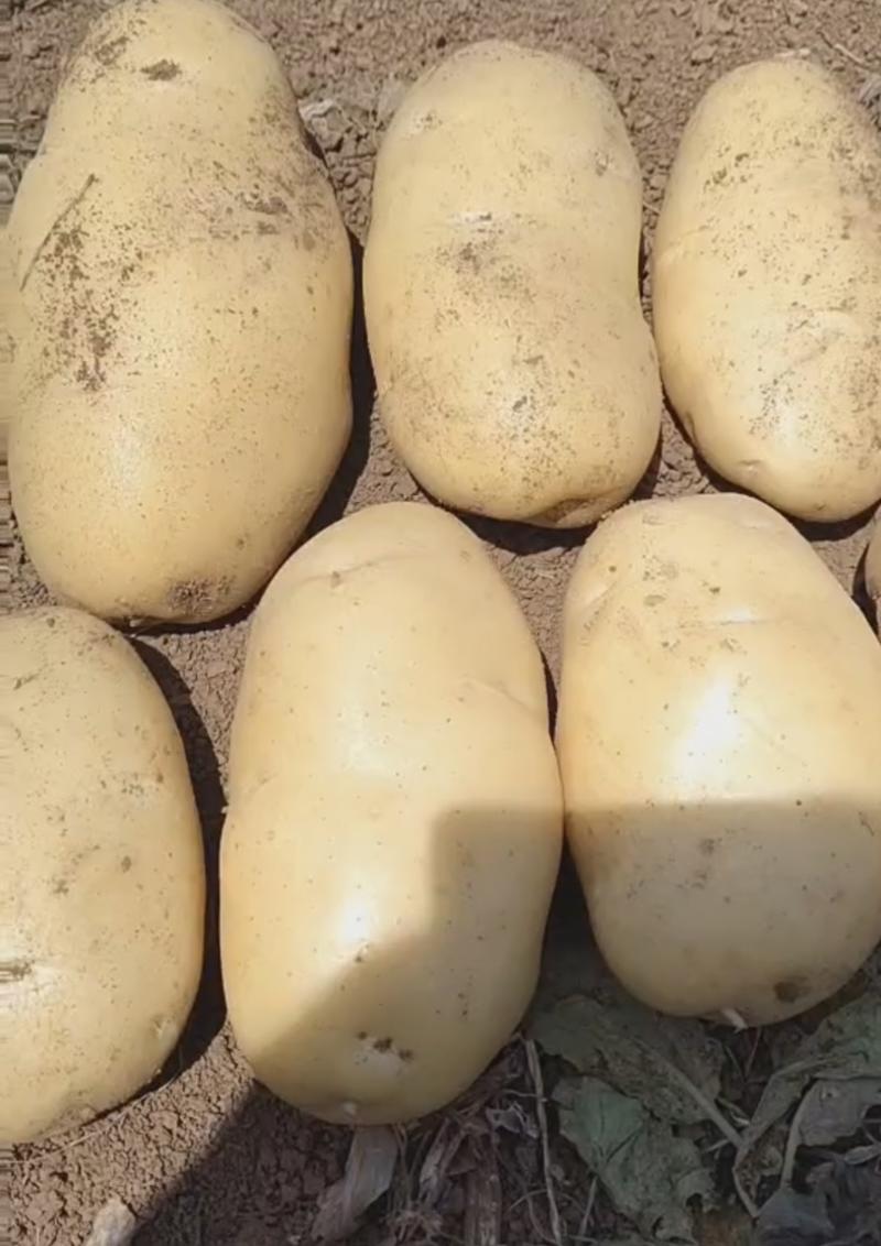 精选土豆荷兰十五号大量现货保质保量对接各大电商批发