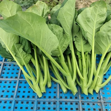 中花蔬菜精品对接全国市场量大从优