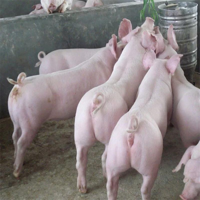 山东仔猪品种纯正好饲养长势快，耐粗料，抗病能力强防疫到位