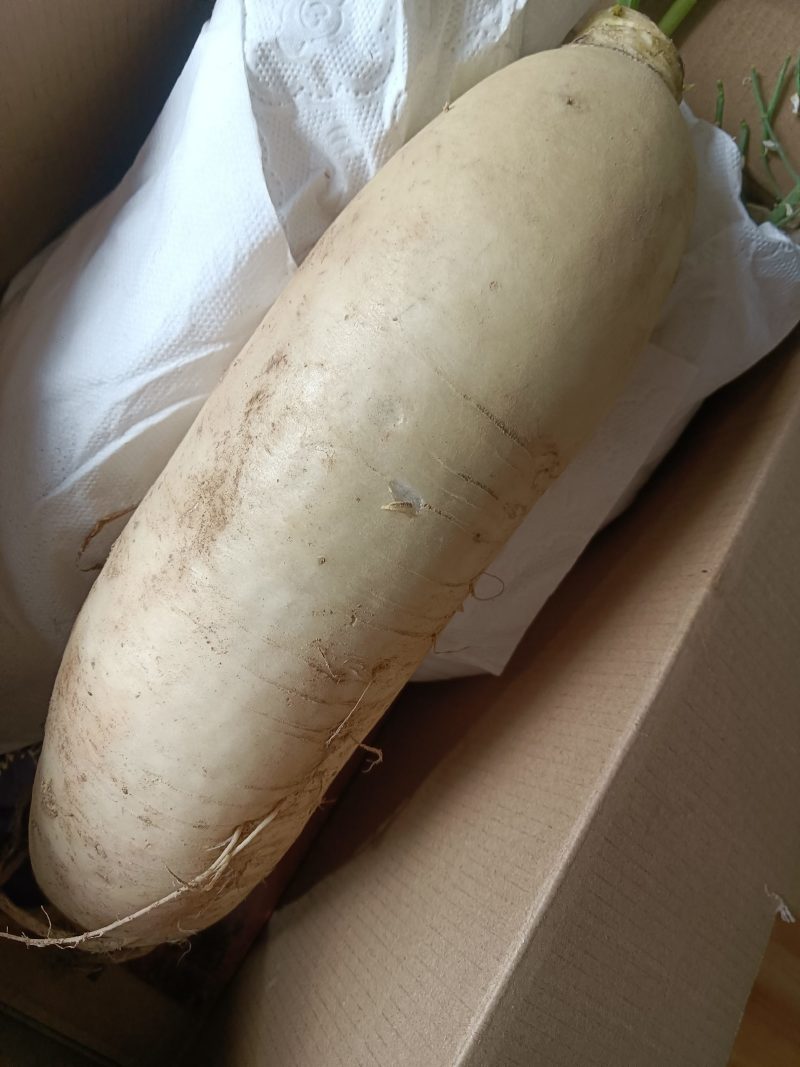 高山白萝卜甜脆水分足可做菜食材生吃9-10斤为—件包邮。