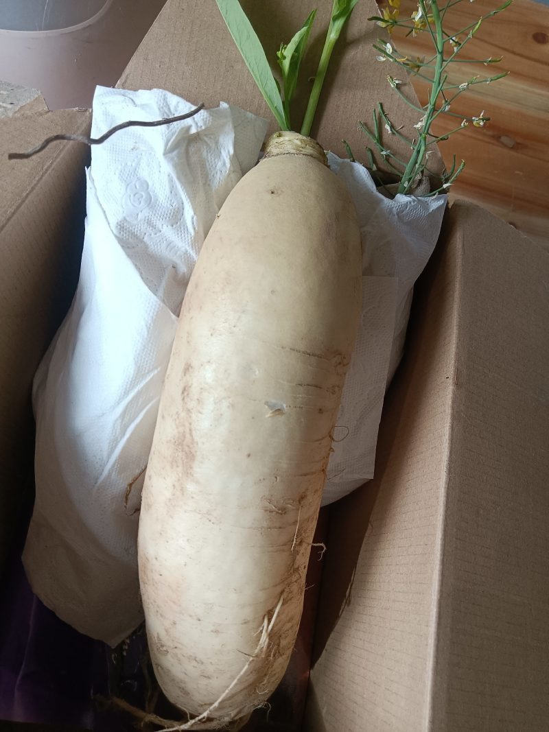 高山白萝卜甜脆水分足可做菜食材生吃9-10斤为—件包邮。