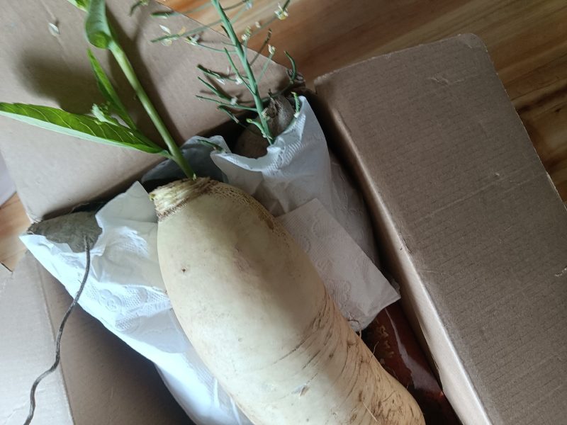 高山白萝卜甜脆水分足可做菜食材生吃9-10斤为—件包邮。