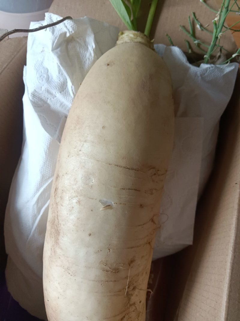 高山白萝卜甜脆水分足可做菜食材生吃9-10斤为—件包邮。