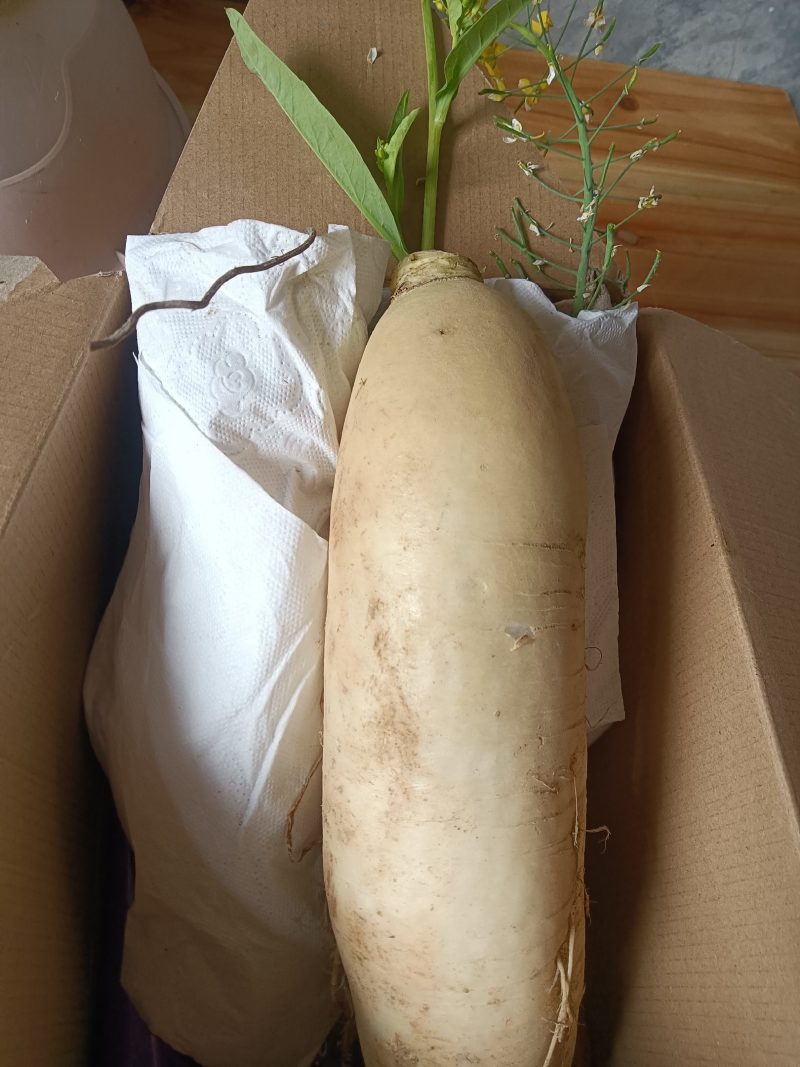 高山白萝卜甜脆水分足可做菜食材生吃9-10斤为—件包邮。