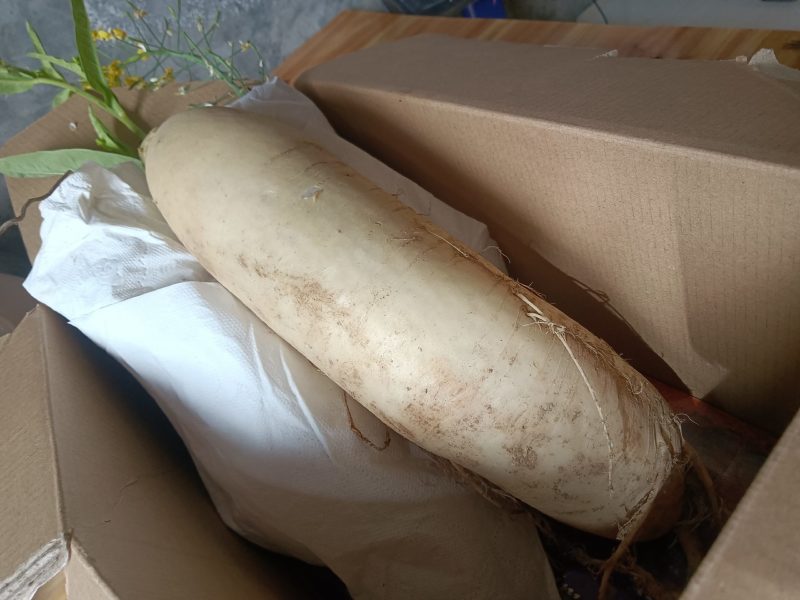 高山白萝卜甜脆水分足可做菜食材生吃9-10斤为—件包邮。