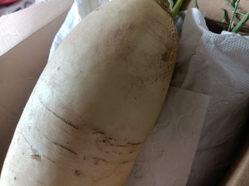 高山白萝卜甜脆水分足可做菜食材生吃9-10斤为—件包邮。