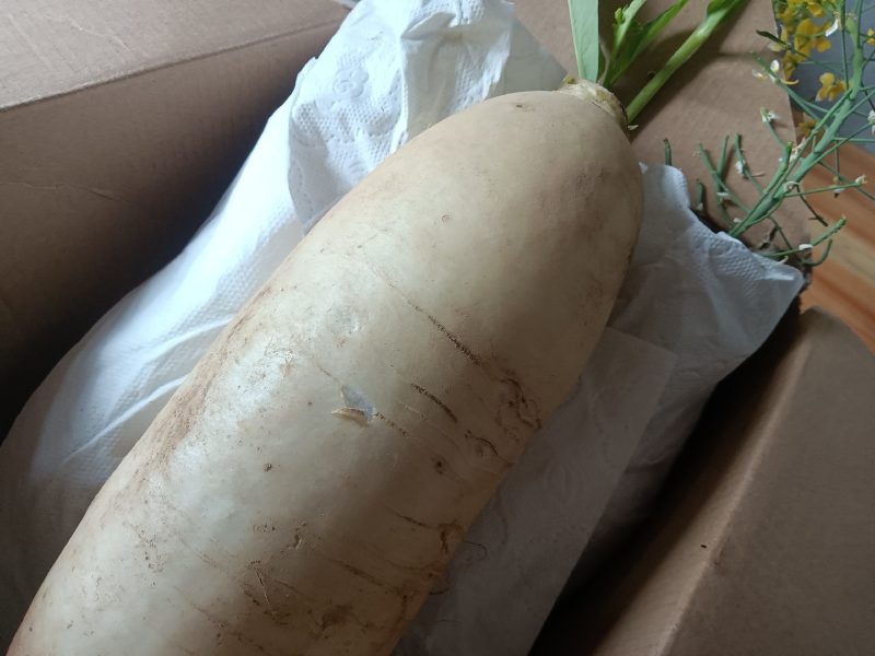 高山白萝卜甜脆水分足可做菜食材生吃9-10斤为—件包邮。
